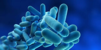 Legionella pneumophila – bakteria niebezpieczna dla człowieka