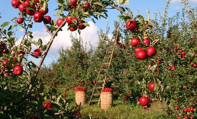 Jak zrobić jabłka w syropie?