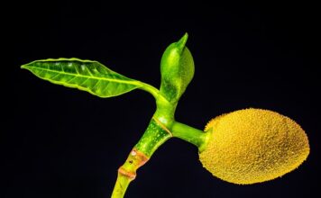 Jak jeść jackfruit z puszki?
