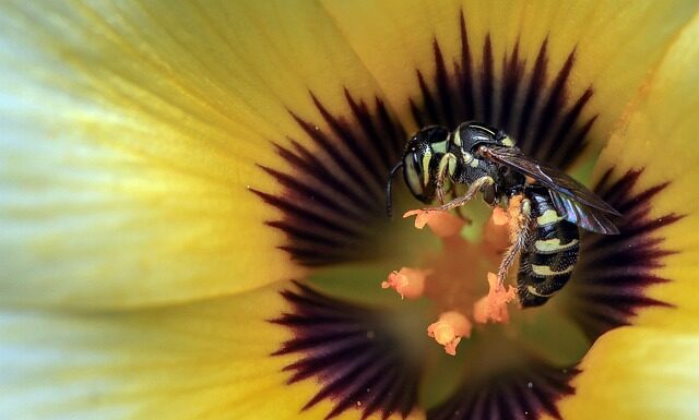 Jak nazywa się samiec osy?