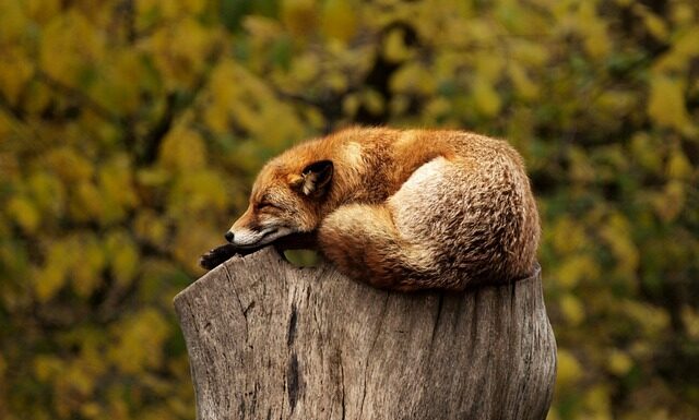 Czy spanie w zimnym pokoju jest zdrowe? Czy spanie w zimnym pokoju jest zdrowe?