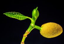 Czy jackfruit jest zdrowy?