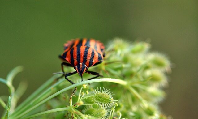 Po czym poznać że w domu są pluskwy? Po czym poznać że w domu są pluskwy?