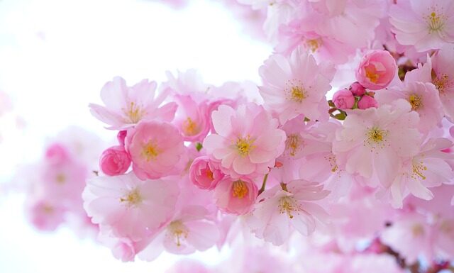 Czy potrzebne są rośliny w akwarium?