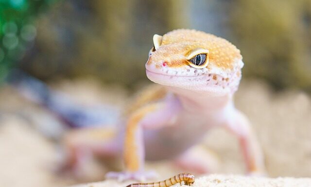 Jakie robaki żyją w kurzu?