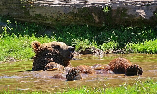 Jak odświeżyć tłuste włosy bez mycia?