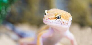 Co powinien mieć Gekon lamparci w terrarium?