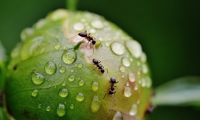 Ile waży jedna mrówka?