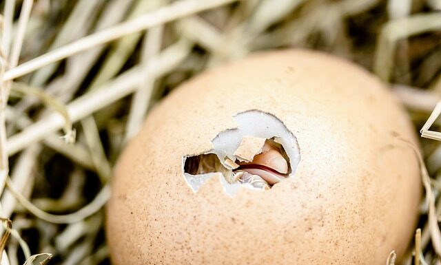 Co zrobić ze skorupkami orzechów włoskich?