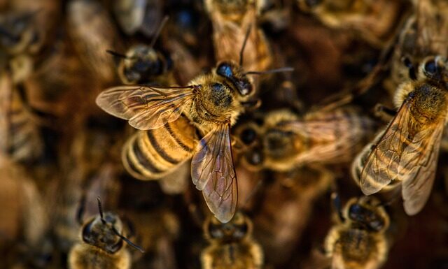 Jaki owad ma żądło?