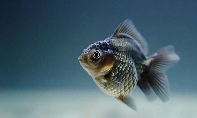 Dlaczego rybki pływają przy grzałce? Dlaczego rybki pływają przy grzałce?