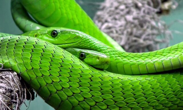 Jaki jest najbardziej jadowity owad na świecie?