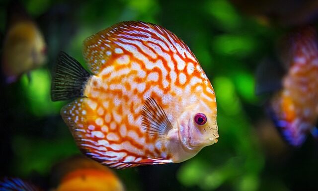 Czy ława wulkaniczna jest dobra do akwarium?