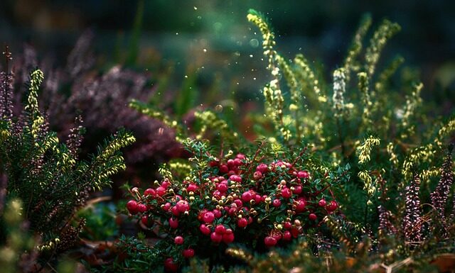 Jak się robi żurawinę?