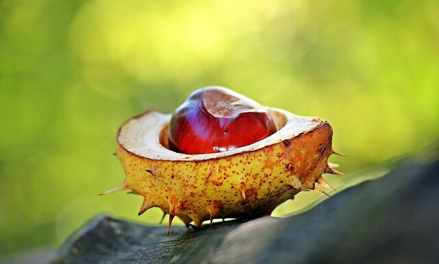 Czy kasztany promieniują?