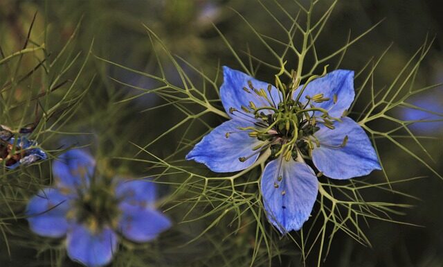 Co dodać do zielonej sałaty?