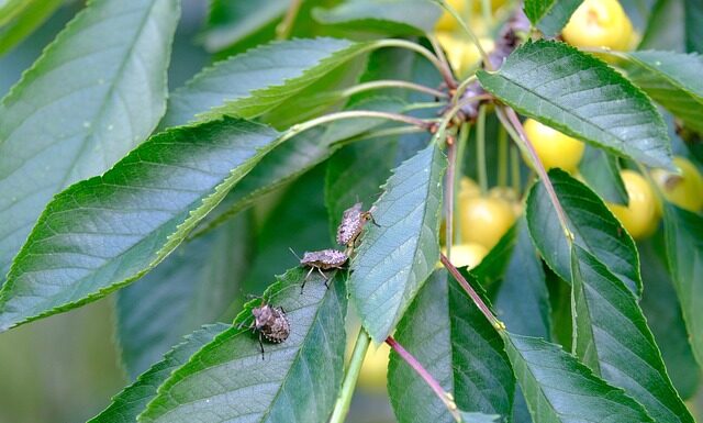 Jak czyścić łóżko z pluskiew?