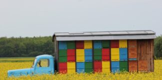 Jak się robi ule?