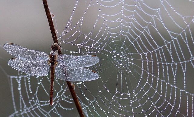 Co oznacza pajęczyna w orzechach włoskich?