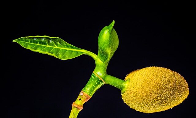Jak pachnie jackfruit?