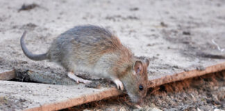 Ultradźwiękowe odstraszacze, czyli skuteczny sposób na szczury