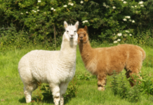 Kołdra z alpaki 200x220